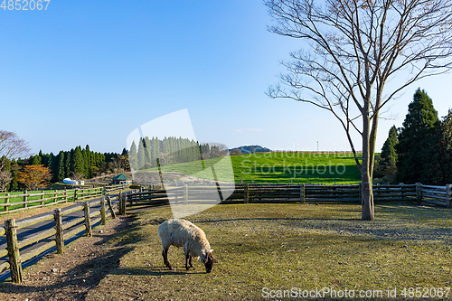 Image of Takachiho Farm