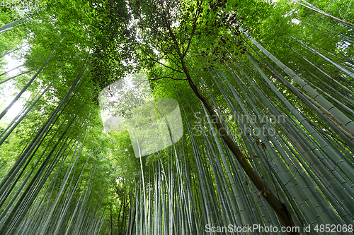 Image of Bamboo forest