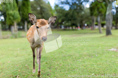 Image of Cute Wild deer at park