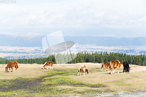 Image of Pastures of horse farm