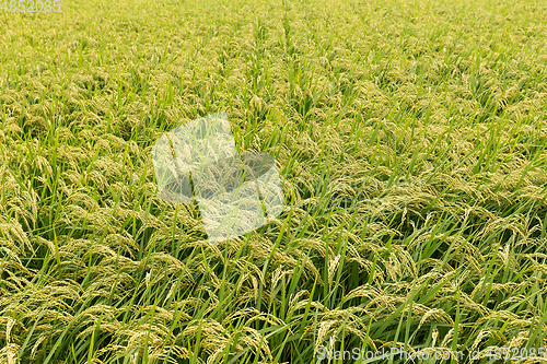 Image of Fresh Rice field