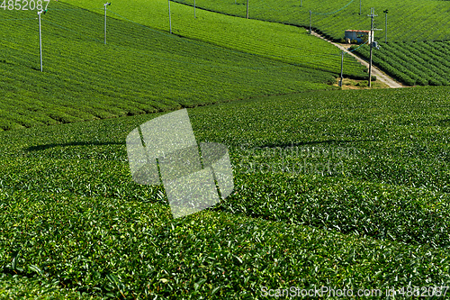 Image of Green tea field