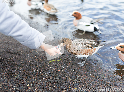 Image of Feeding duck