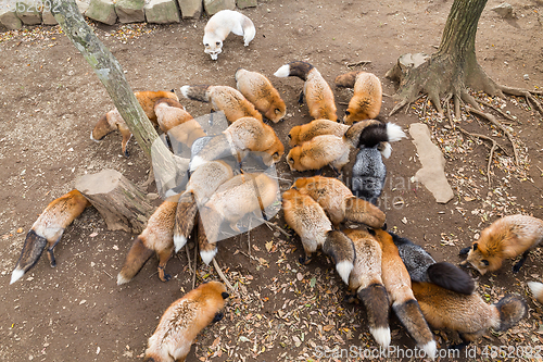 Image of Group of fox eating together