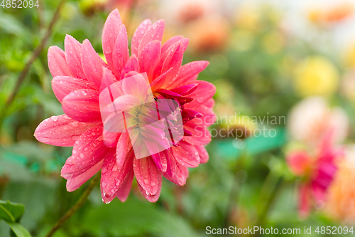 Image of Chrysanthemums field