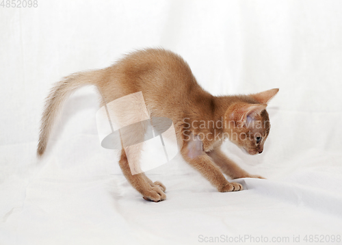 Image of Abyssinian kitten