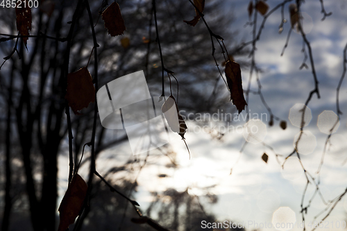 Image of Trees in autumn