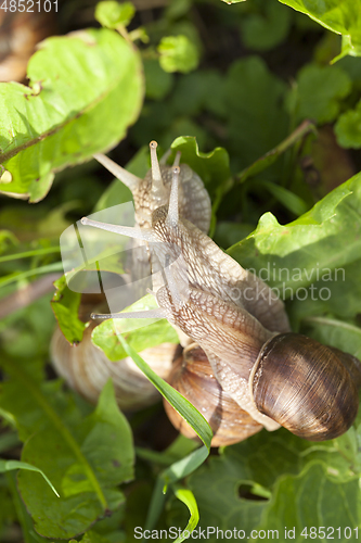 Image of Little snails on the grass