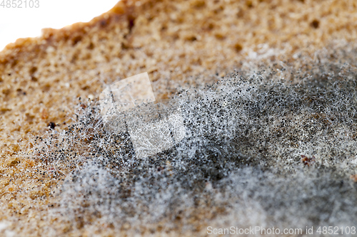 Image of mouldy rye bread