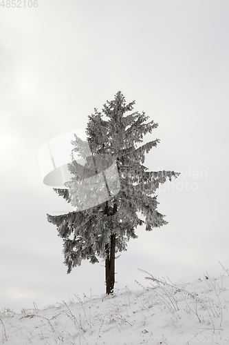 Image of Winter tree