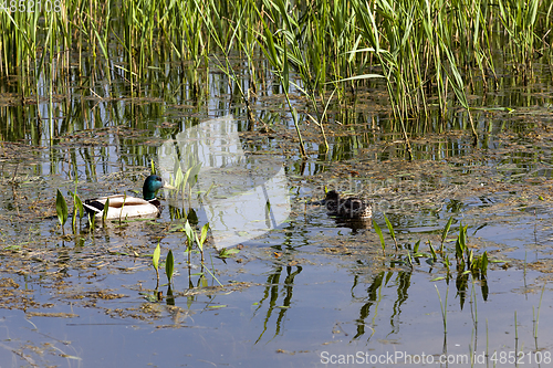 Image of pair of ducks