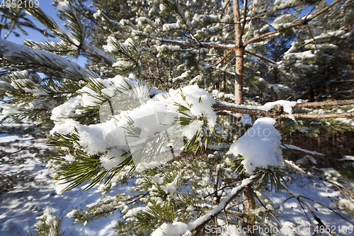 Image of Pine forest under the snow