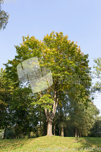 Image of Colorful maple leaves