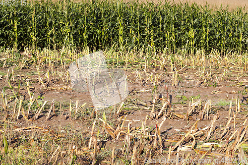 Image of Corn harvest