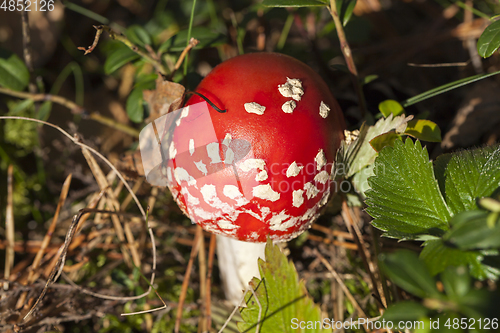 Image of fly amanita mushrooms