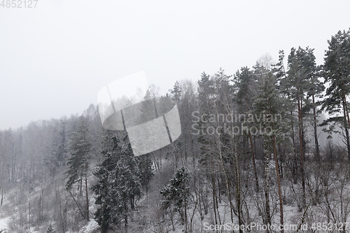 Image of forest in winter