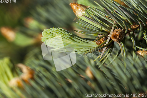 Image of pine branch