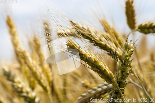 Image of Wheat spike