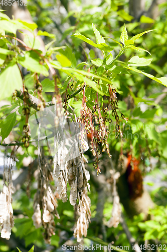 Image of ash tree flowers