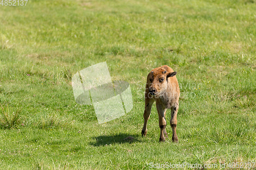 Image of American bison (Bison bison) simply buffalo