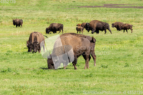 Image of American bison (Bison bison) simply buffalo