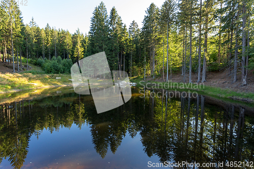 Image of pond in the summer forest