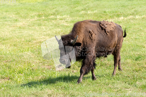 Image of American bison (Bison bison) simply buffalo