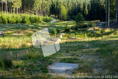 Image of pond in the summer forest