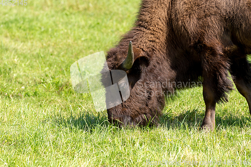 Image of American bison (Bison bison) simply buffalo