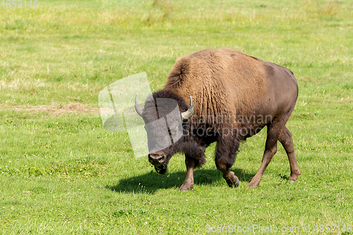 Image of American bison (Bison bison) simply buffalo