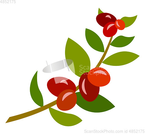 Image of Coffee twig vector illustration 
