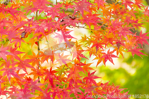 Image of Red maple in Japan