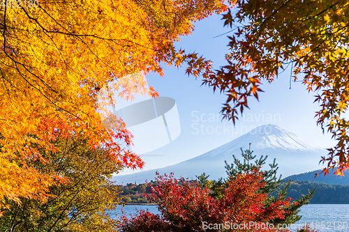 Image of Fujisan and maple tree