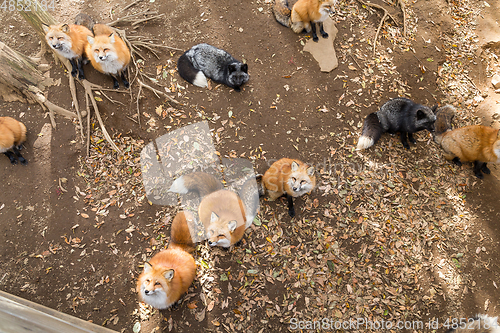 Image of Fox looking for snack