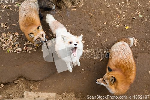 Image of Fox fighting