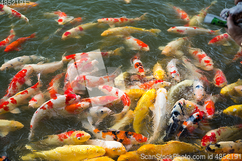Image of Koi fish in water pond