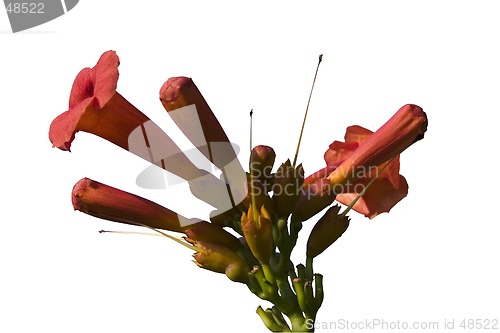Image of Red Flower