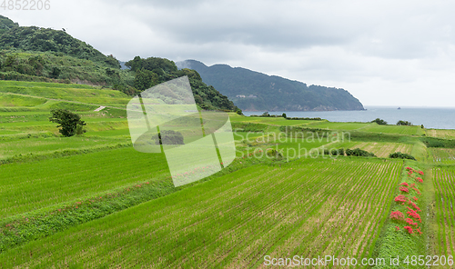 Image of Fresh Paddy Rice field