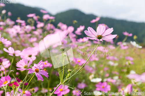 Image of Cosmos flowers in the garden