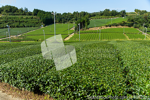 Image of Green Tea field