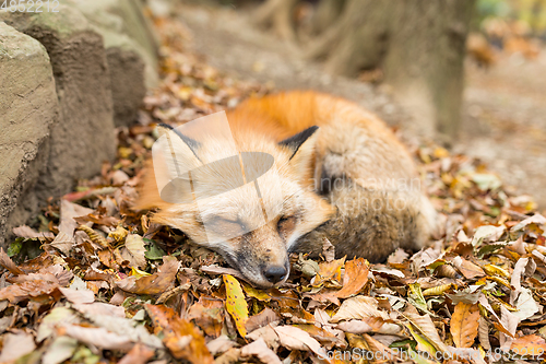 Image of Red fox sleeping on dry leaves