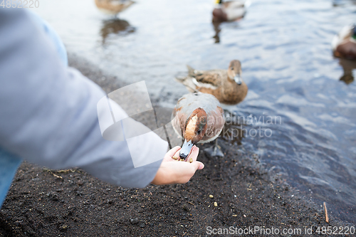 Image of Woman feeding duck