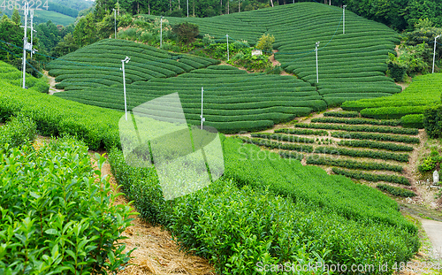 Image of Tea field