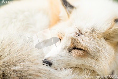 Image of Fox sleeping close up