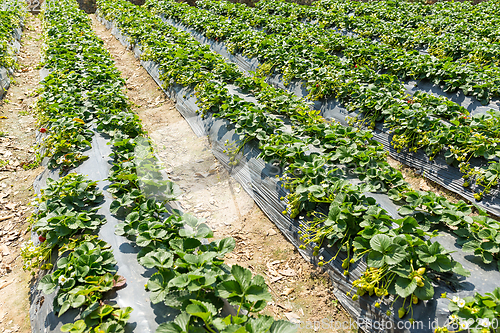 Image of Strawberry field