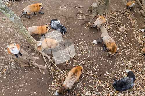 Image of Many fox eating together