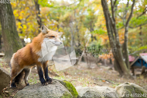 Image of Vulpes vulpes