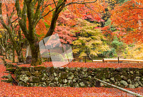Image of Japanese temple with maple tree