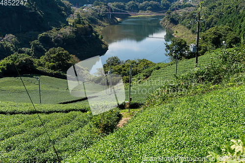 Image of Tea plantation