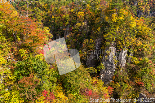 Image of Autumn foliage on the cliff